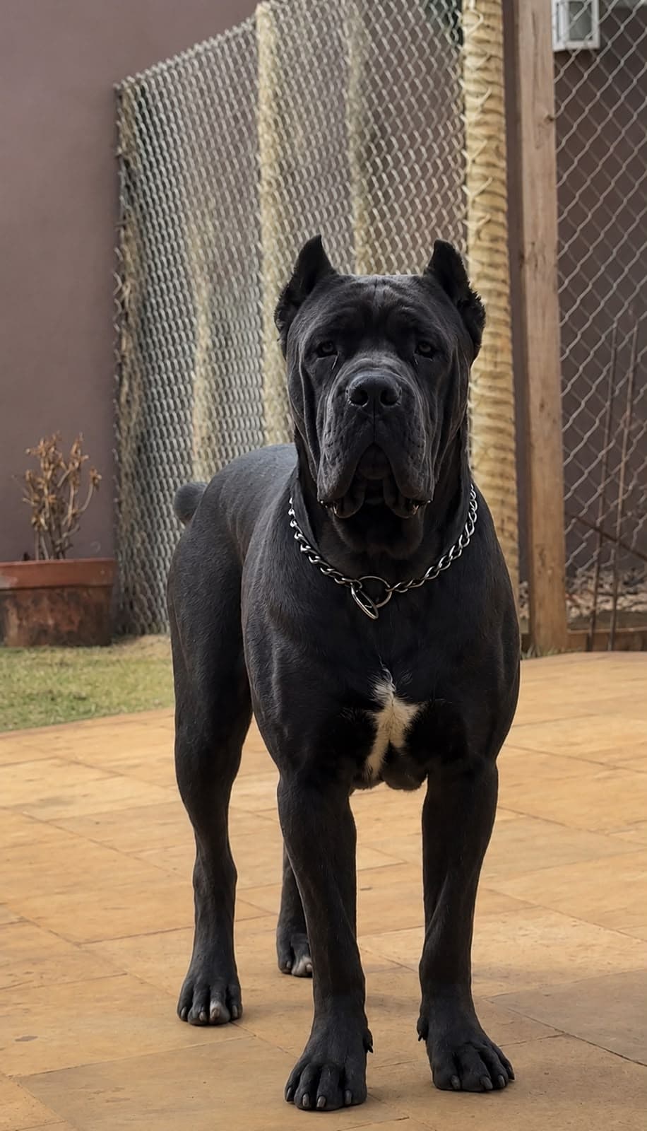 Reino Dell Corso Zara em pé, de frente.