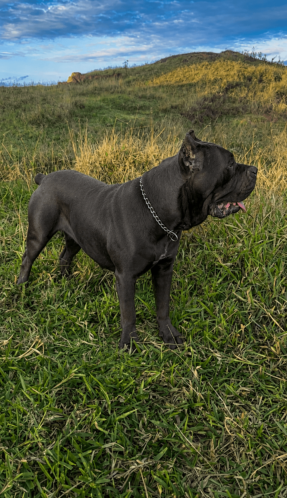 Reino Dell Corso Zara, fêmea Cane Corso Italiano cinza, em pé em campo aberto.